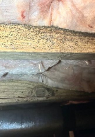 Visible mold on crawl space wood before cleaning